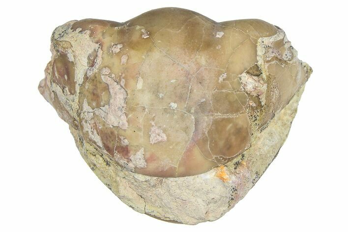 Bargain, Enrolled Illaenus Trilobite Fossil - Russia #363272